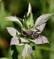Leptoglossus clypealis