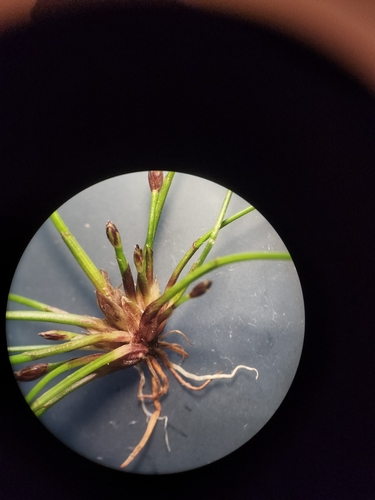 Image of Eleocharis diandra by (c) Étienne Léveillé-Bourret, some rights reserved (CC BY)