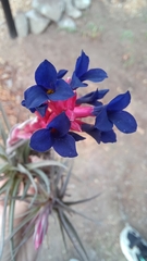 Tillandsia aeranthos