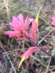 Castilleja lemmonii