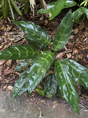 Aglaonema commutatum