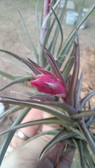 Tillandsia aeranthos