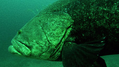 Epinephelus itajara