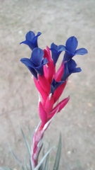 Tillandsia aeranthos