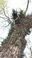 Tillandsia aeranthos