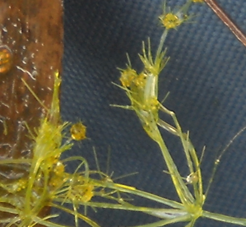 Image of Nitella capillaris by (c) Andre Hosper, some rights reserved (CC BY)