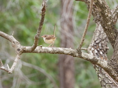 Malurus melanocephalus