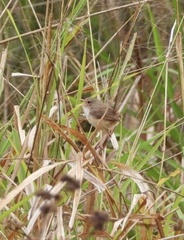 Malurus melanocephalus