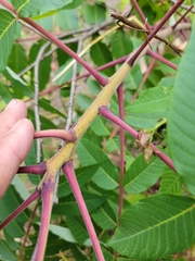 Rhus × borealis