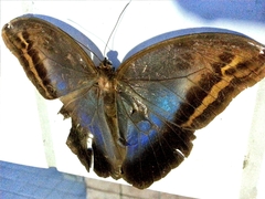 Eryphanis automedon amphimedon