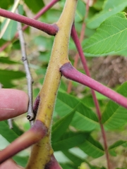 Rhus × borealis