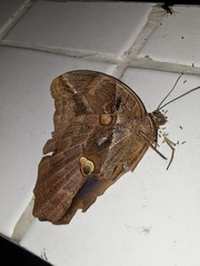 Eryphanis automedon amphimedon