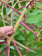 Rhus × borealis