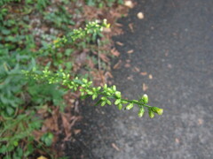 Solidago erecta