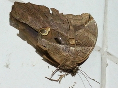 Eryphanis automedon amphimedon