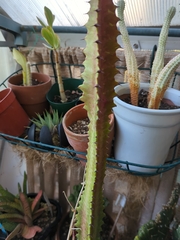 Euphorbia trigona