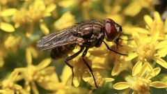 Muscidae