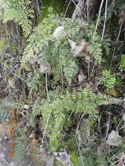 Asplenium richardii
