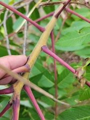 Rhus × borealis