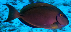 Acanthurus tractus