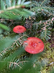 Russula rosacea