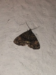 Metalectra richardsi