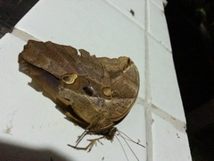 Eryphanis automedon amphimedon
