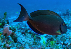 Acanthurus tractus