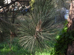 Pinus contorta