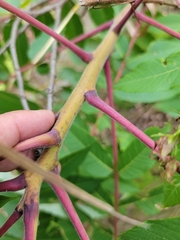 Rhus × borealis