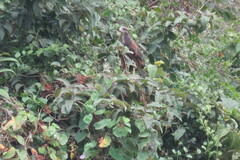 Buteogallus meridionalis