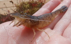 Crangon septemspinosa