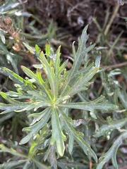 Artemisia michauxiana