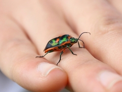 Scutiphora pedicellata