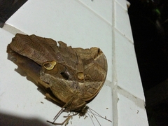 Eryphanis automedon amphimedon