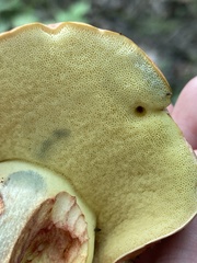 Lanmaoa pseudosensibilis