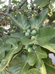 Ficus