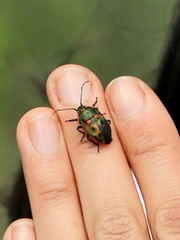 Scutiphora pedicellata