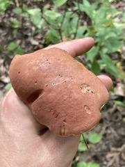 Lanmaoa pseudosensibilis