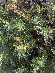 Artemisia michauxiana