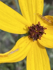 Coreopsis pulchra