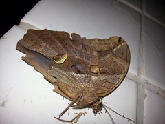 Eryphanis automedon amphimedon