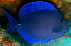 Acanthurus coeruleus