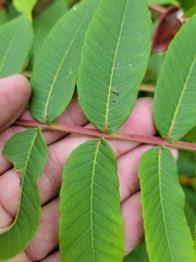 Rhus × borealis