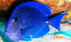 Acanthurus coeruleus