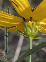 Coreopsis pulchra