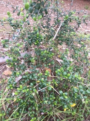 Olea europaea