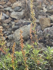 Artemisia michauxiana