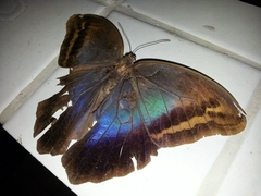 Eryphanis automedon amphimedon