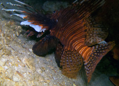 Pterois volitans
